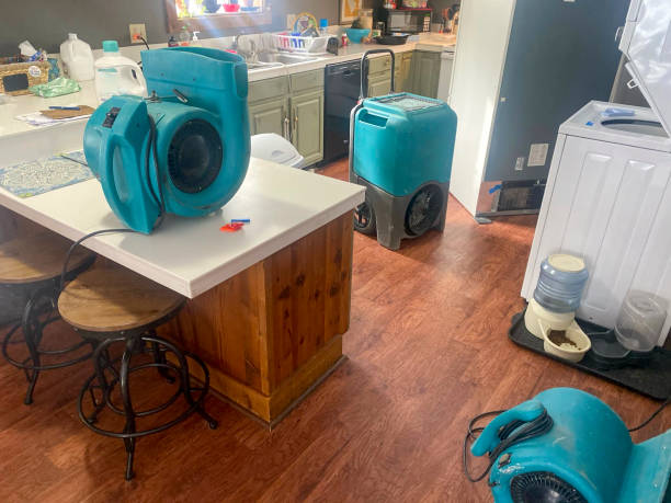 Best Water damage restoration experts  in Holstein, IA