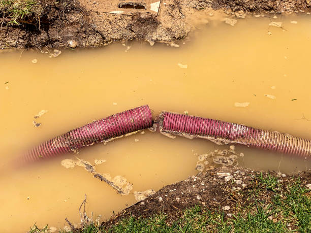 Best Flood restoration services  in Holstein, IA