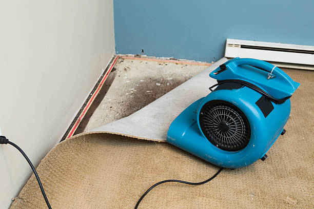 Best Water damage contractors near me  in Holstein, IA